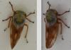 Oncopsis flavicollis